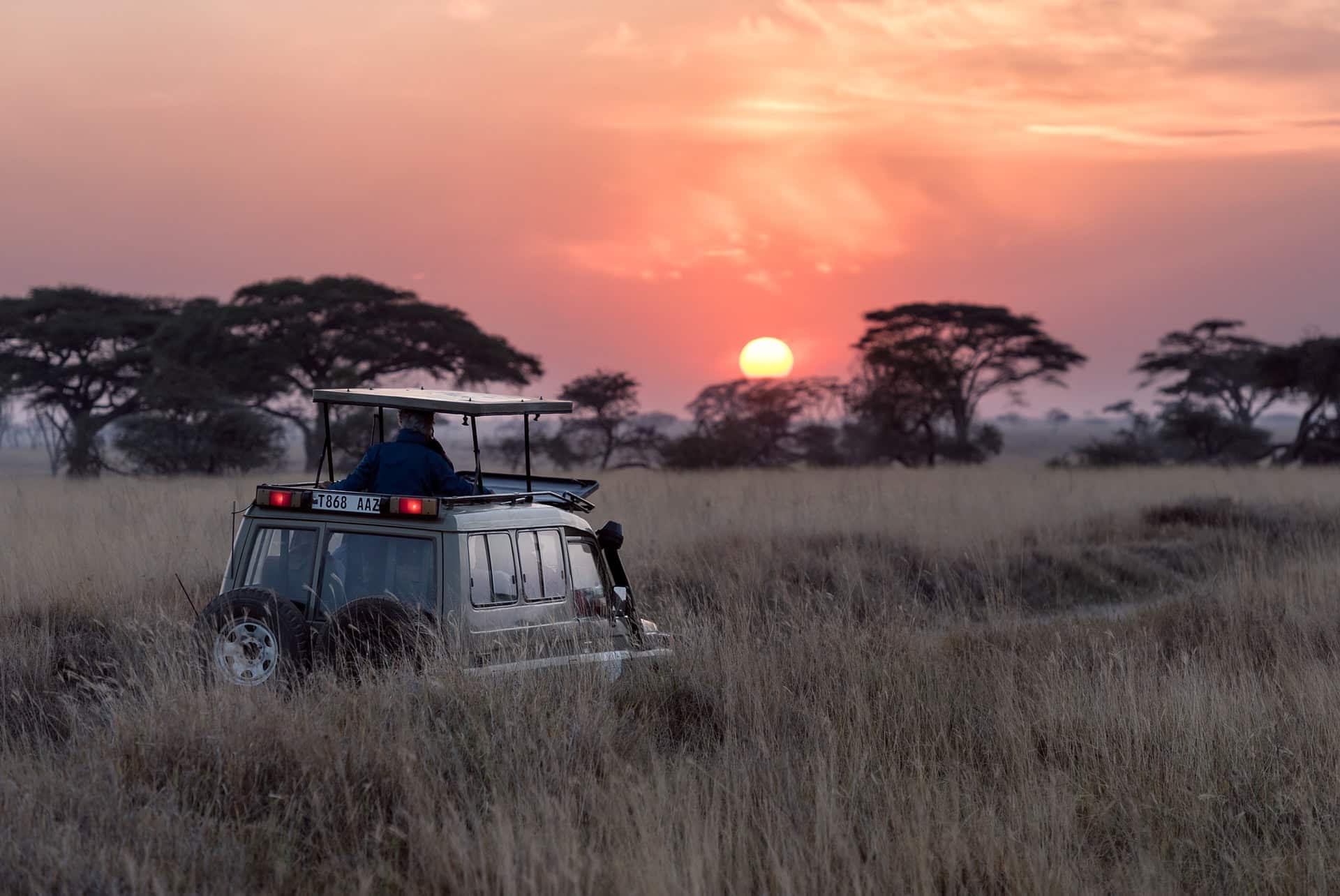 Det bør du overveje ved planlægning af en safarirejse