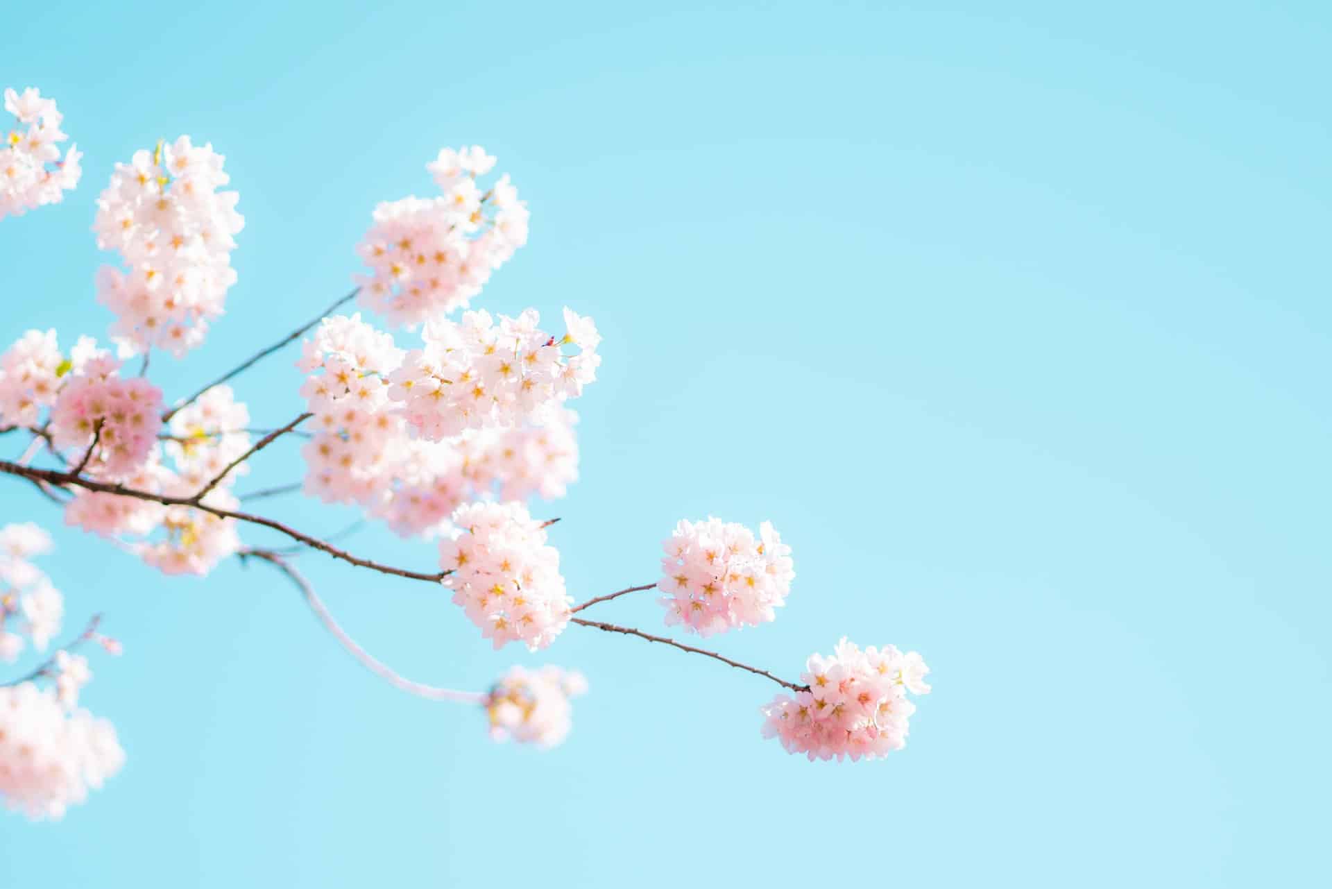 Udsmyk væggen med et smukt blomstret tapet